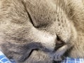 Gray british small kitten sleeps close-up. close-up of muzzle cat`s. cute kitty sleeping Royalty Free Stock Photo