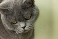 gray British thick cat