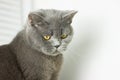 gray British thick cat