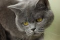 gray British thick cat