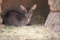 Gray brocket deer Royalty Free Stock Photo