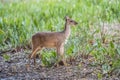 Gray Brocket,Mazama gouazoubira,