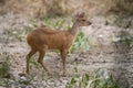 Gray Brocket,Mazama gouazoubira