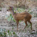 Gray Brocket,Mazama gouazoubira