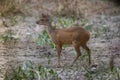 Gray Brocket,Mazama gouazoubira,