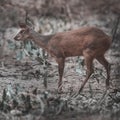 Gray Brocket,Mazama gouazoubira,