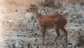 Gray Brocket,Mazama gouazoubira