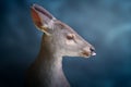 Gray Brocket showing tongue on a blue background - South American Deer