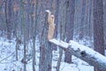 gray broken tree in white snow in the winter forest Royalty Free Stock Photo