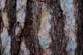 Gray-brown bark of a pine tree close-up. Royalty Free Stock Photo