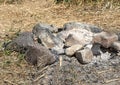 Gray and brown big stones and wood for a bonfire are in a fireplace in the forest