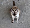 Gray and brown color of cat sitting on the concrete floor. Royalty Free Stock Photo