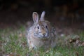 Gray and Brown Common Rabbit Front On