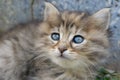 Gray and brown cute kitten head with blue eyes. Close up tabby cat portrait. Street cat and lifestyle concept