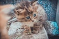 Gray and brown cute kitten head with blue eyes.  Close up tabby cat portrait. Street cat and lifestyle concept Royalty Free Stock Photo