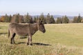 A gray-brown donkey carries a small bell and stands on a pasture