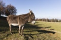 A gray-brown donkey carries a small Glock and stands on a pasture