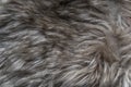 Gray Brown Faux Wolf Fur Texture Background Royalty Free Stock Photo
