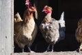 Gray and brown hens on the doorstep of a wooden barn Royalty Free Stock Photo