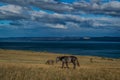 gray brown horses walk on the gold grass, blue lake baikal, in the light of sunset, against the background of mountains Royalty Free Stock Photo