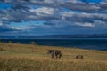 Gray brown horses walk on the yellow grass, blue lake baikal, in the light of sunset, against the background of mountains Royalty Free Stock Photo