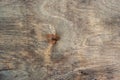 Gray-brown plywood, wooden old background with scuffs in the style of grunge, old fashion. Dark and brutal. Royalty Free Stock Photo