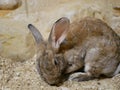 A gray-brown rabbit with long ears and a curled tail on the sand against an ochre stone wall.