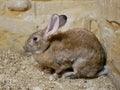 A gray-brown rabbit with long ears and a curled tail on the sand against an ochre stone wall.