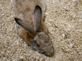 A gray-brown rabbit with long ears and a curled tail on the sand against an ochre stone wall.