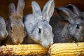 Gray and brown rabbits eating ear of corn in a cage