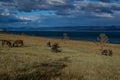 gray brown red horses walk on the gold grass, blue lake baikal, in the light of sunset, against the background of mountains Royalty Free Stock Photo