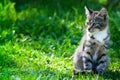 Gray-brown striped kitten with a white breast on a green grass background. Royalty Free Stock Photo