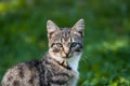 Gray-brown striped kitten with a white breast on a green grass background. Royalty Free Stock Photo