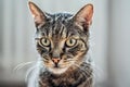 Gray brown tabby cat looking curiously, closeup detail on his head Royalty Free Stock Photo