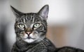 Gray brown tabby cat looking curiously, closeup detail on his head Royalty Free Stock Photo