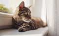 Gray brown tabby cat relaxing on window sill ledge, sun shines to him, closeup detail Royalty Free Stock Photo