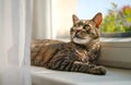 Gray brown tabby cat relaxing on window sill ledge, sun shines to himr, closeup detail Royalty Free Stock Photo