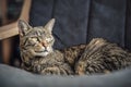 Gray brown tabby cat resting on armchair, looking curiously, closeup detail on his head Royalty Free Stock Photo