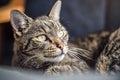 Gray brown tabby cat resting on armchair, looking curiously, closeup detail on his head Royalty Free Stock Photo