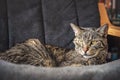 Gray brown tabby cat resting on armchair, looking curiously, closeup detail on his head Royalty Free Stock Photo