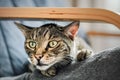 Gray brown tabby cat resting on armchair, looking curiously, closeup detail on his head Royalty Free Stock Photo