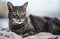 Gray brown tabby cat resting on bed blanket, looking curiously, closeup detail on his head Royalty Free Stock Photo