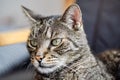 Gray brown tabby cat resting, looking curiously, closeup detail on his head Royalty Free Stock Photo