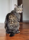 Gray brown tabby cat sitting on wooden floor, looking curiously Royalty Free Stock Photo