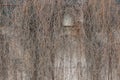 Gray brown texture from dry branches on a overgrown wall with windows Royalty Free Stock Photo