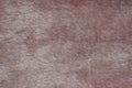 Gray brown texture of fur wool Royalty Free Stock Photo