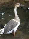 Gray, brown and white color Swan goose, Anser cygnoides Royalty Free Stock Photo