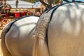 2 gray buckwheat horse groats and beautifully braided tails. Close-up Royalty Free Stock Photo