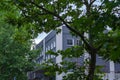 Gray building with white windows and scaffolding behind sycamore