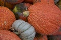 Gray and Bumpy Orange Pumpkins Wonder if They Will Be Whisked Away Like Cinderella